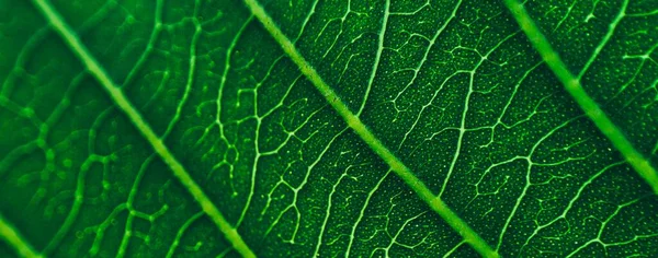 Primer Plano Patrón Arte Línea Follaje Tropical Verde Oscuro Fondo — Foto de Stock