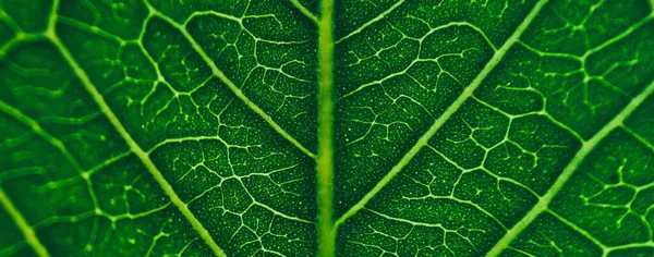 Koyu Yeşil Tropikal Yapraklar Doğa Arka Planı Bulanık Fotoğraf — Stok fotoğraf