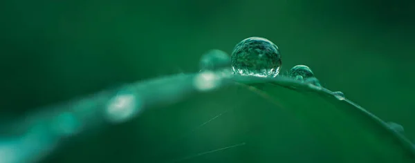 Natur Grüner Hintergrund Von Tau Auf Gras — Stockfoto