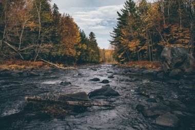 Ormandaki sonbahar nehri
