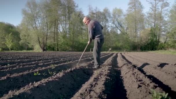 The peasant works in the field. The villager cultivates the garden using a hoe. A farmer in the workplace prepares the land for growing crops. Rural life. — Vídeo de Stock