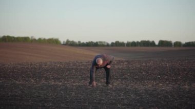 The agronomist checks the ascent of the crop on a large field. An elderly farmer picks up a small plant from the ground. Peasant on a background of plowed soil with the upcoming harvest in hand