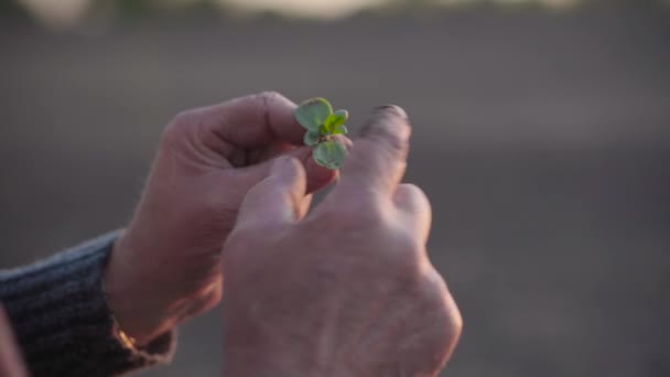 Wrinkled hands of elderly man with the upcoming harvest close up. Agronomist checks the ascent of the crop on a field. An experienced farmer hold a small plant and gently strokes green petals. — 비디오