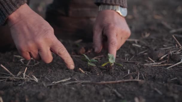 The agronomist checks the ascent of the crop on a field close up. An elderly farmer picks up a small plant from the ground. Peasant on a background of plowed soil with the upcoming harvest in hand — 비디오