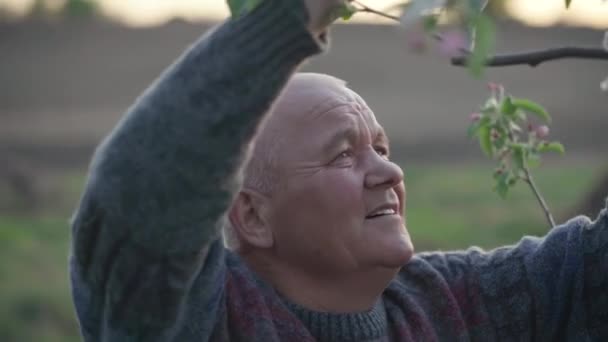Agronom si prohlíží výstup na zahradu. Zkušený farmář se podívá na květ na ovocném stromě. Vesničan kontroluje nadcházející sklizeň. Skutečný venkovský život ve večerních hodinách. — Stock video