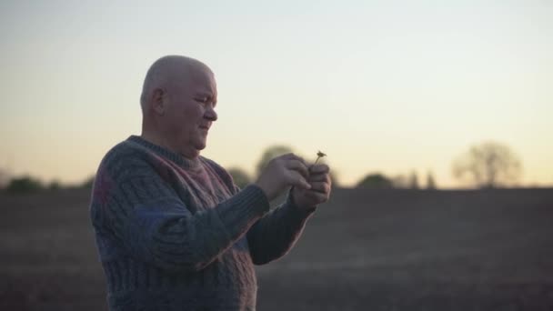 Agronomist checks the ascent of the crop on a field. An experienced farmer hold a small plant. Villager with the upcoming harvest in hand carefully examines the sprout. Real rural life on sunset — Vídeo de Stock