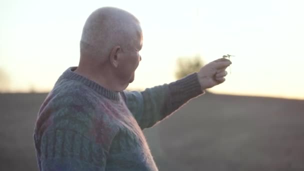 Peasant with the upcoming harvest in hand carefully examines the sprout. Agronomist checks the ascent of the crop on a field. An experienced farmer hold a small plant. Real rural life on sunset — Stock Video
