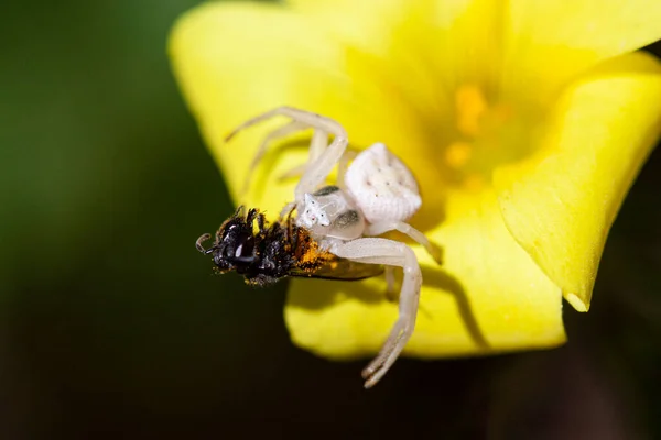 Eine Blasse Krabbenspinne Gattung Thomisus Auf Einer Oxalis Blume Ernährt — Stockfoto