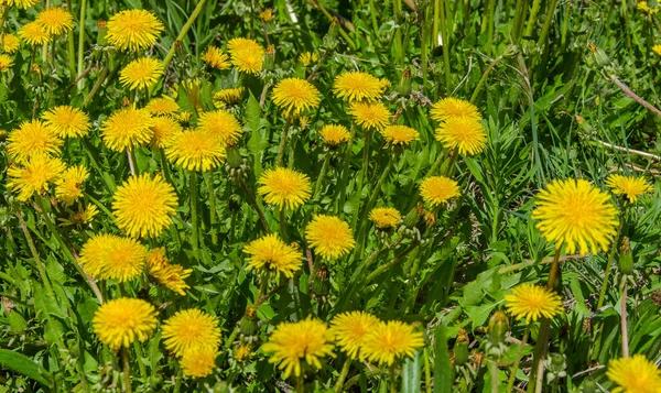 Bright yellow dandelions in the meadow close-up. — Stock Photo, Image