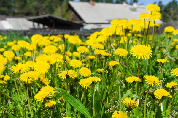 Bright yellow dandelions in the meadow close-up. — Stock Photo, Image