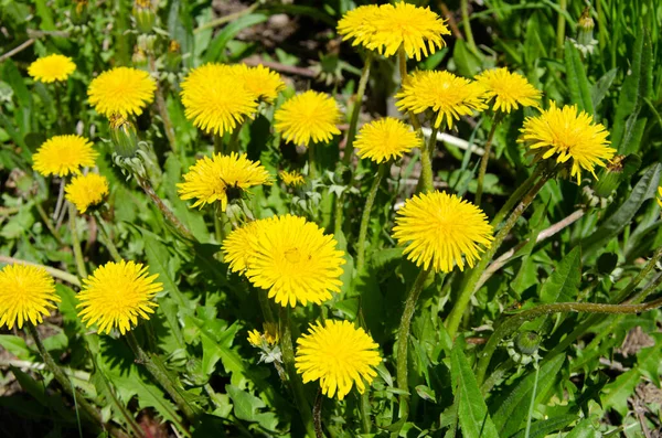 Bright yellow dandelions in the meadow close-up. — Stock Photo, Image