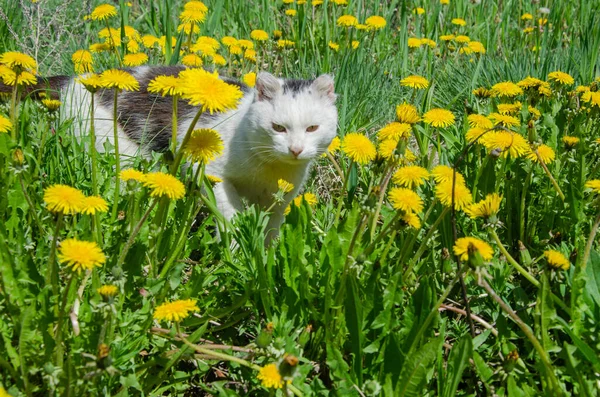 Kočka na louce v křoví kvetoucích pampelišek. — Stock fotografie