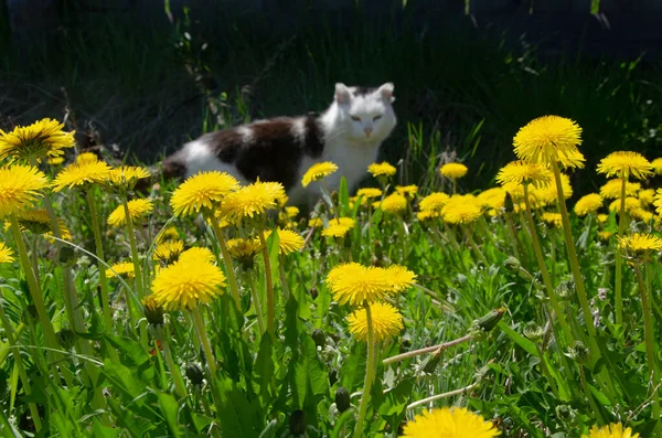 A blurry cat in dandelions in a sunny meadow. — Zdjęcie stockowe
