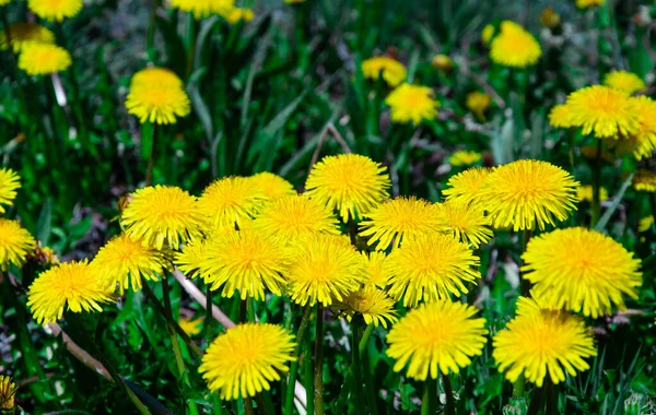 Bright yellow dandelions in the meadow close-up. — Stock Photo, Image