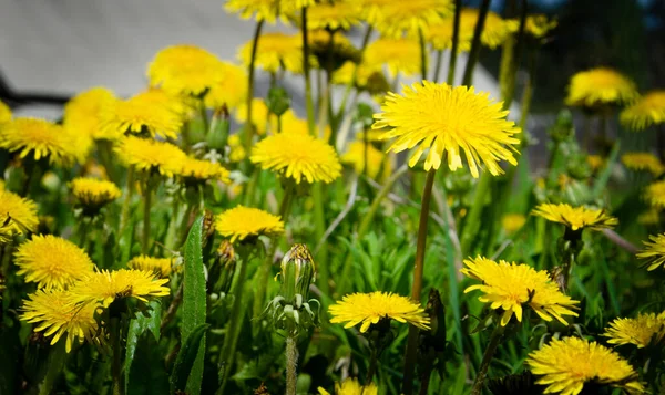 Contrasting photo of dandelions. Yellow dandelion flowers. — Stock Photo, Image