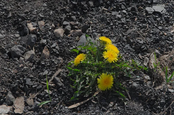 A lonely dandelion with flowers on gray soil. — Stock Photo, Image