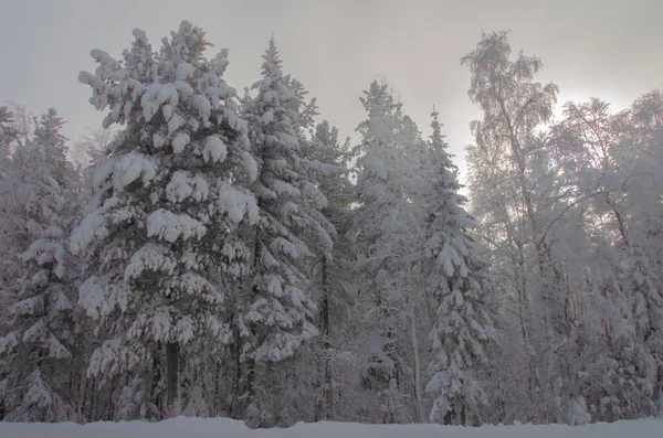 Hoge bomen in sneeuwkappen en in mist. Siberisch bos in de winter. — Stockfoto
