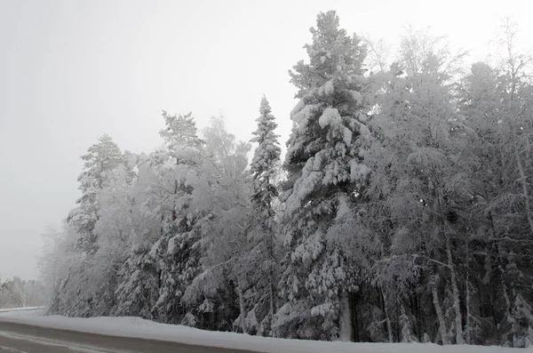 Siberisch bos in de winter. Enorme bomen in sneeuwkappen. — Stockfoto