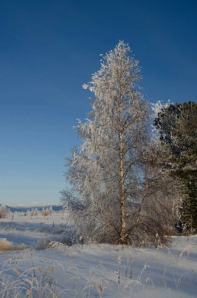 Een grote boom bedekt met sneeuw tegen een blauwe lucht. — Stockfoto