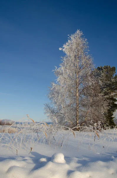 Un grande albero coperto di neve contro un cielo blu. — Foto Stock