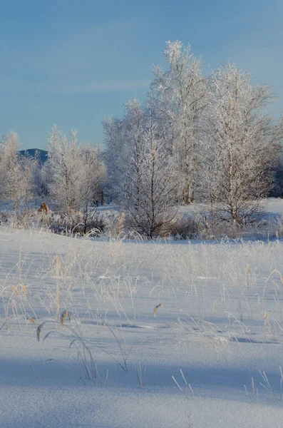 Bomen in de sneeuw vorst onder de stralen van de ondergaande zon. — Stockfoto