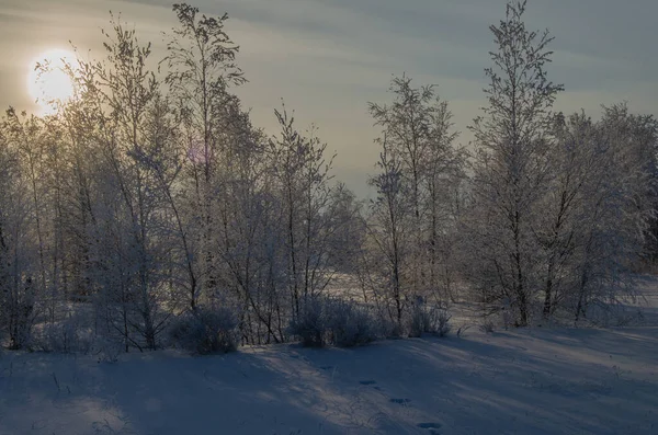 Дерева в морозі під променями заходу сонця . — стокове фото