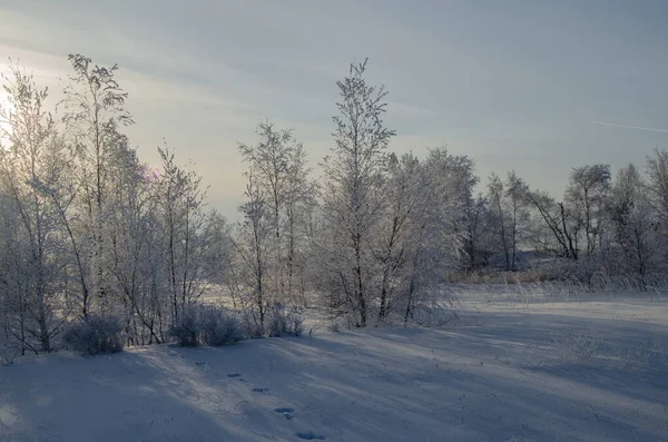 Bomen in de vorst onder de stralen van de ondergaande zon. — Stockfoto