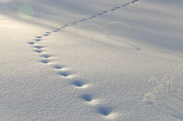 Die Schneedecke und der Weg von Pfotenmarkierungen sind sauber. Abstraktes Bild. Fußspuren auf dem schneeweißen, klaren Schnee. — Stockfoto