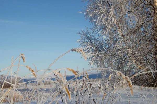 Bomen en spijkers van gras worden bevroren op een winterochtend. — Stockfoto