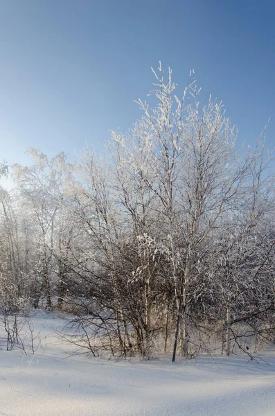Prachtig winterlandschap. Berkenbomen in de vorst en heldere sneeuw. — Stockfoto