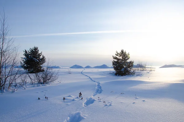 Зимовий сибірський пейзаж. Відкрите поле, вкрите снігом, соснами і слідами ніг, що простягаються на відстань.. — стокове фото