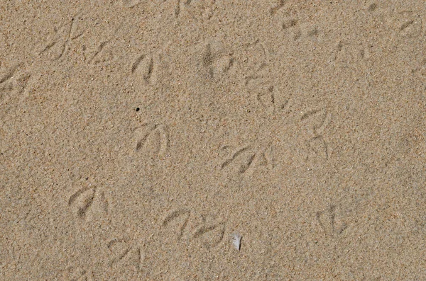 Traces of seagulls on the sand. View from above. — Stock Photo, Image