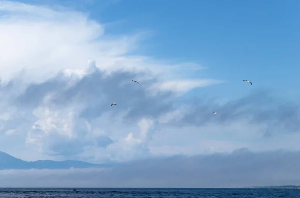 雲の背景に湖の上の空のカモメ. — ストック写真
