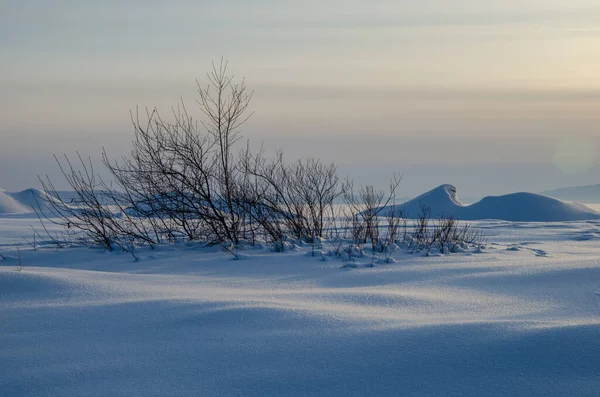 Winterlandschap. Vlakke sneeuwveld met sneeuwverschuivingen. De struiken zijn bedekt met sneeuw. — Stockfoto