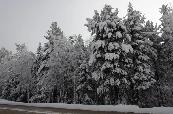 Árvores altas em bonés de neve e em nevoeiro. Floresta siberiana no inverno. — Fotografia de Stock