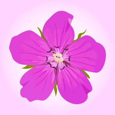 Pembe arka planda güzel bir mor çiçek. Tasarım için dekoratif öge. 