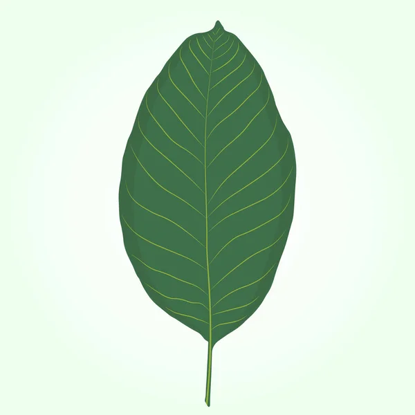 Hoja Verde Nuez Sobre Fondo Verde Claro — Vector de stock