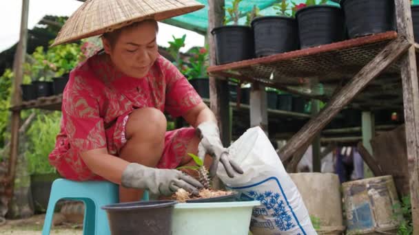 Mujer asiática con sombrero de paja vietnamita sonríe y sostiene flor en maceta — Vídeos de Stock