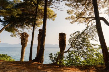 Yeşil ağaçları ve mavi gökyüzü olan tropik bir sahil manzarası
