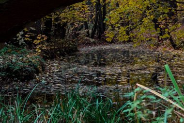 Kuzminsky Orman Parkı 2. Sonbahar