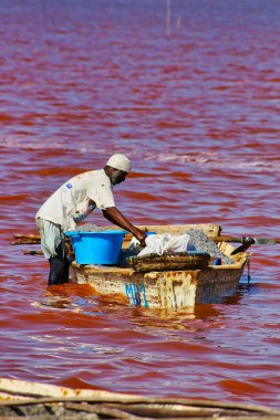 SENEGAL, AFRICA - MARSCH Circa, 2016. Kimliği belirsiz siyah Afrikalı kadın ve erkek Senegal 'deki Pembe Göl' de çiftçinin denizden tuz almaya geldiği yerde. Çok zor bir iş. Canlı renkler