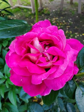                   Çok güzel yaz çiçekleri..