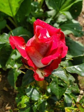 Güzel yaz kırmızı gülü