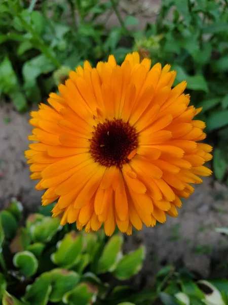 Very Beautiful Summers Flowers — Stock Photo, Image