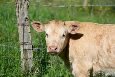 Kırsalda bir çiftlikte ot yiyen inek.