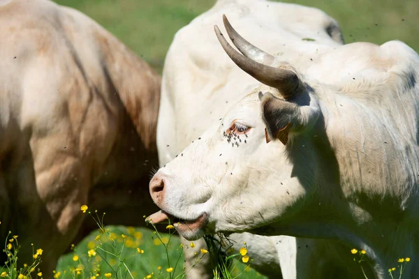 Vaca Comiendo Hierba Una Granja Campo — Foto de Stock
