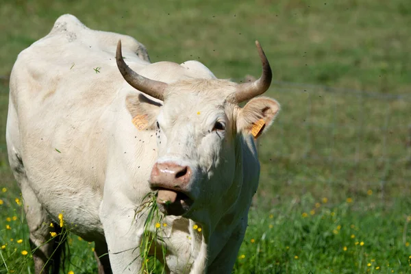 Vaca Comiendo Hierba Una Granja Campo — Foto de Stock