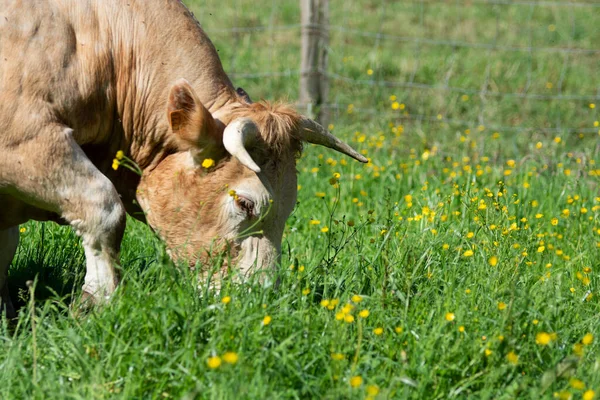Vaca Comiendo Hierba Una Granja Campo — Foto de Stock