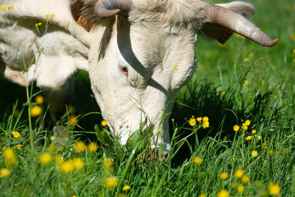 Vaca Comiendo Hierba Una Granja Campo — Foto de Stock