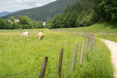 İspanya 'nın Bask bölgesinde güneşli bir vadide volta atan inekler.